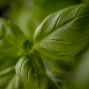 麦粒肿有什么症状